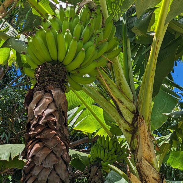 Kauai Apple Banana - NTBG