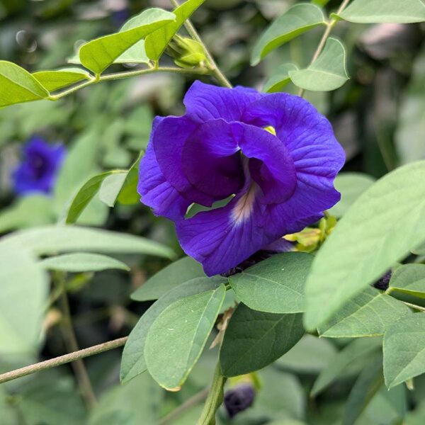 Shampoo Bar made with Kauai Grown Butterfly Pea Flower